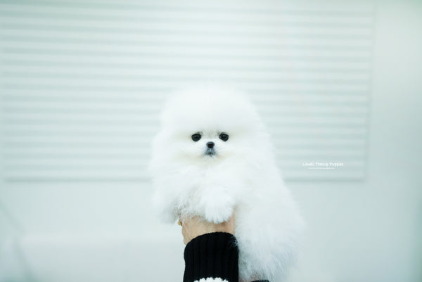 Teacup Pomeranian Female [Aphrodite] - Lowell Teacup Puppies inc