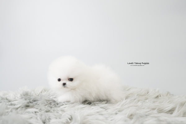 Mascolo / Teacup Pomeranian Female [Vera] - Lowell Teacup Puppies inc