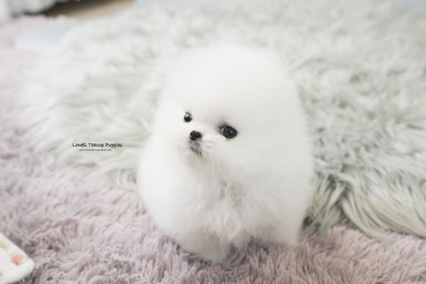 Mascolo / Teacup Pomeranian Female [Vera] - Lowell Teacup Puppies inc