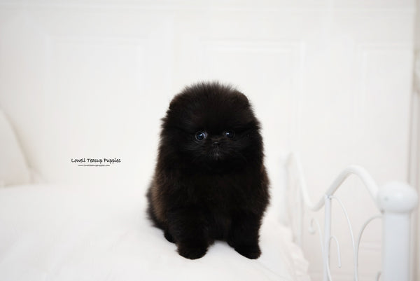 Teacup Pomeranian Female [Zoe] - Lowell Teacup Puppies inc