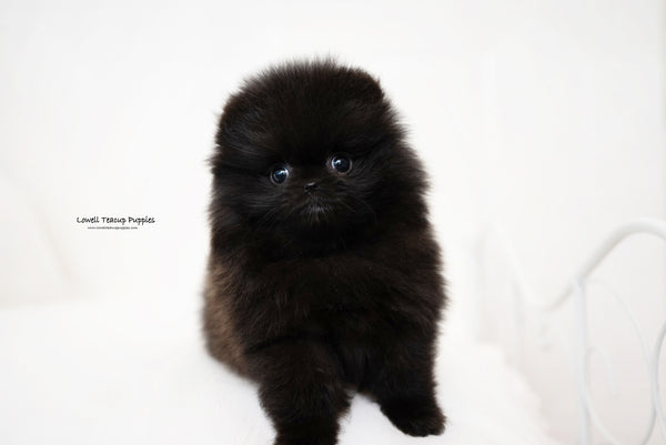 Teacup Pomeranian Female [Zoe] - Lowell Teacup Puppies inc