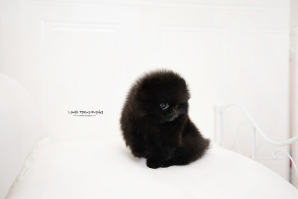 Teacup Pomeranian Female [Zoe] - Lowell Teacup Puppies inc