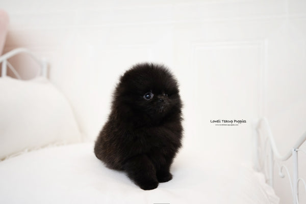 Teacup Pomeranian Female [Zoe] - Lowell Teacup Puppies inc