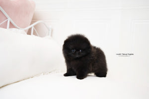 Teacup Pomeranian Female [Zoe] - Lowell Teacup Puppies inc