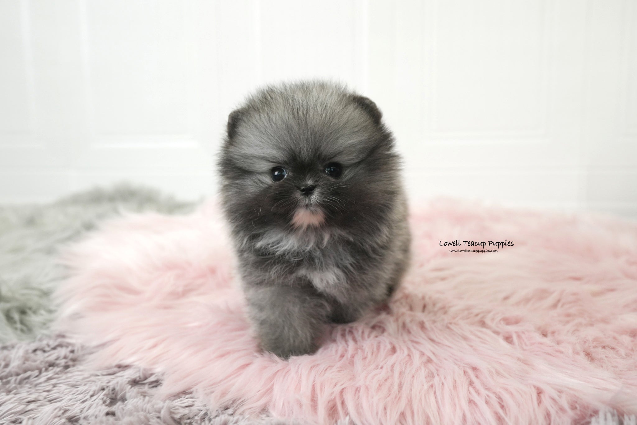 Teacup Pomeranian Male [Nero] - Lowell Teacup Puppies inc