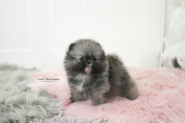 Teacup Pomeranian Male [Nero] - Lowell Teacup Puppies inc