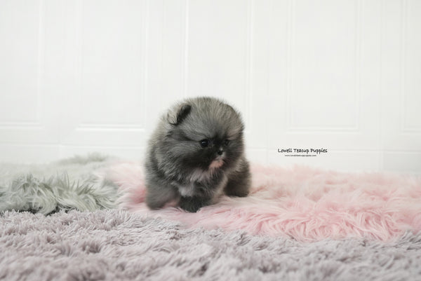 Teacup Pomeranian Male [Nero] - Lowell Teacup Puppies inc