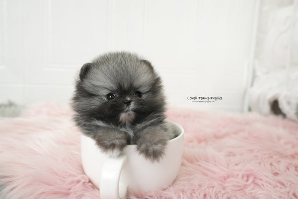 Teacup Pomeranian Male [Nero] - Lowell Teacup Puppies inc