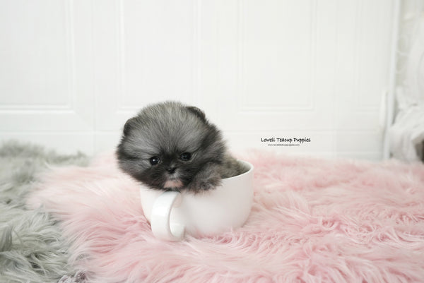 Teacup Pomeranian Male [Nero] - Lowell Teacup Puppies inc