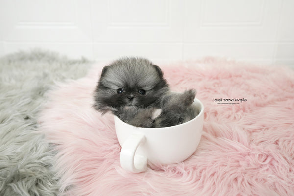 Teacup Pomeranian Male [Nero] - Lowell Teacup Puppies inc