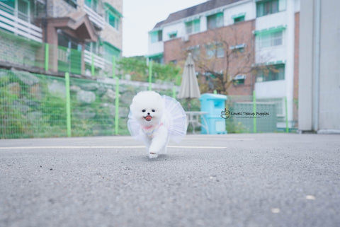 Xeuanny Soto / Teacup Pomeranian Male [Bear] - Lowell Teacup Puppies inc