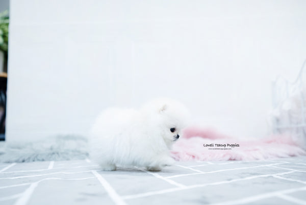 Teacup Pomeranian Male [Beau] - Lowell Teacup Puppies inc