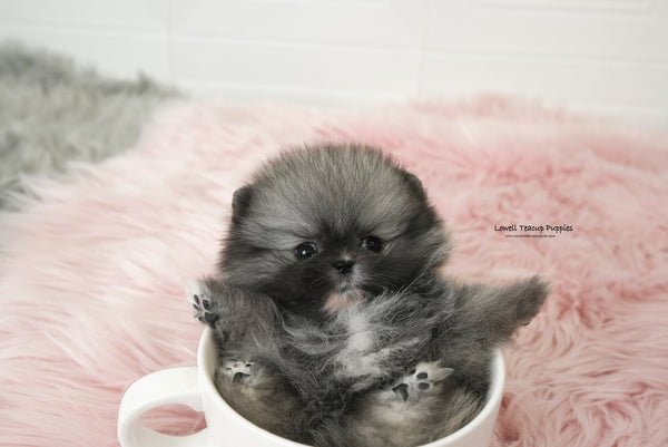 Teacup Pomeranian Male [Nero] - Lowell Teacup Puppies inc