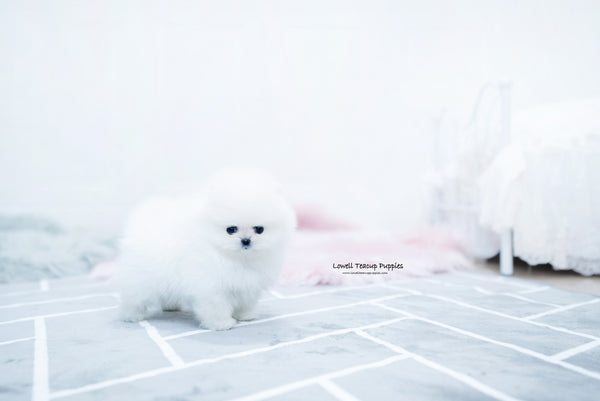 Teacup Pomeranian Male [Beau] - Lowell Teacup Puppies inc