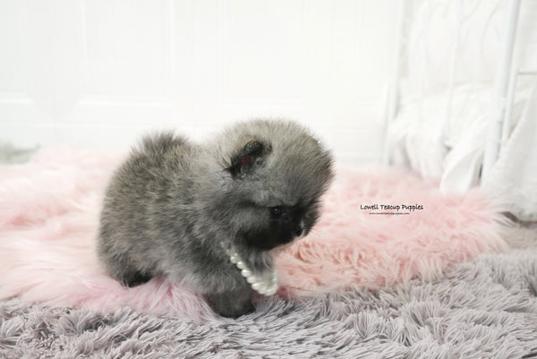 Teacup Pomeranian Male [Nero] - Lowell Teacup Puppies inc