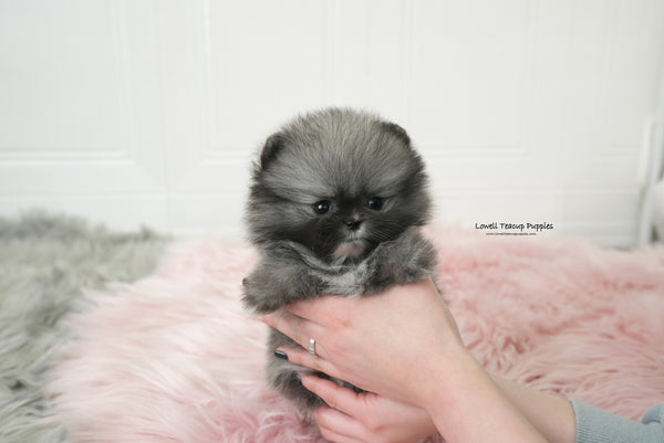 Teacup Pomeranian Male [Nero] - Lowell Teacup Puppies inc