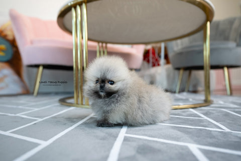 Teacup Pomeranian Female [Bianca] - Lowell Teacup Puppies inc