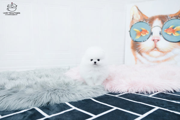 Teacup Pomeranian Female [Sophia] - Lowell Teacup Puppies inc