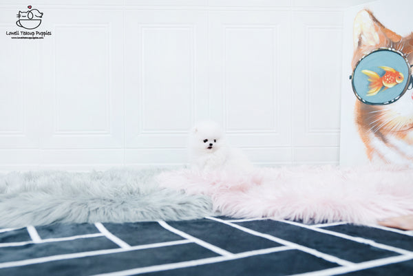 Teacup Pomeranian Female [Sophia] - Lowell Teacup Puppies inc