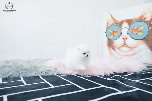 Teacup Pomeranian Female [Sophia] - Lowell Teacup Puppies inc