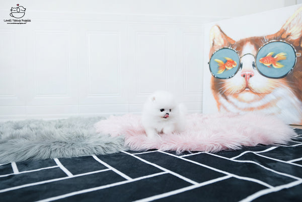 Teacup Pomeranian Female [Sophia] - Lowell Teacup Puppies inc
