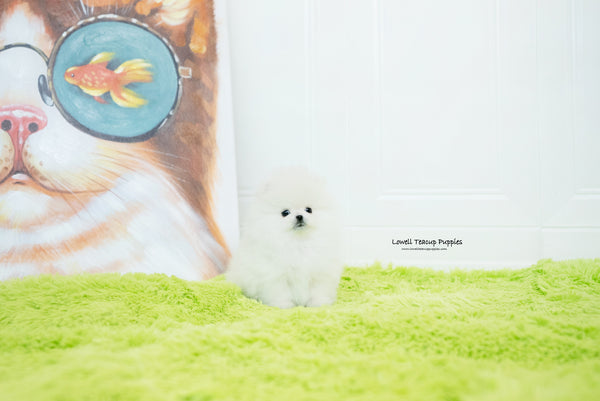 Maya  / Teacup Pomeranian Male [Milo] - Lowell Teacup Puppies inc