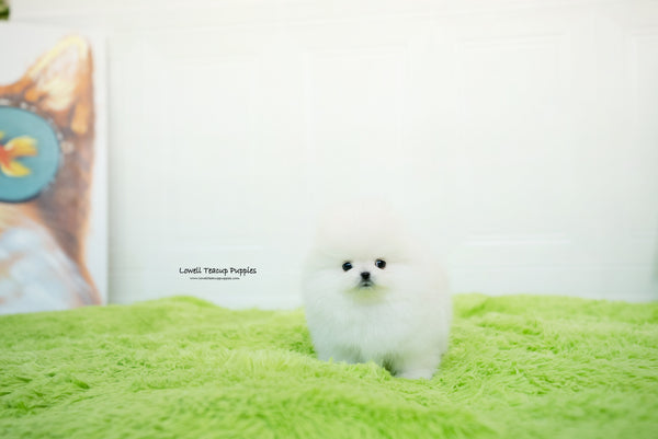 Maya  / Teacup Pomeranian Male [Milo] - Lowell Teacup Puppies inc