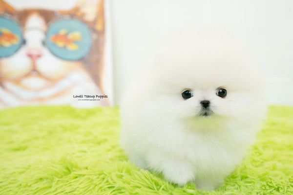 Maya  / Teacup Pomeranian Male [Milo] - Lowell Teacup Puppies inc