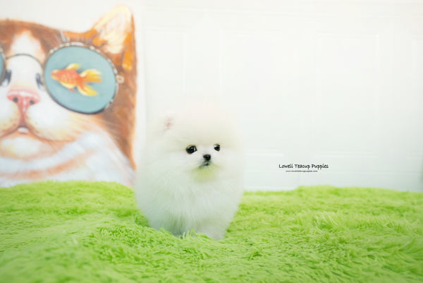 Maya  / Teacup Pomeranian Male [Milo] - Lowell Teacup Puppies inc