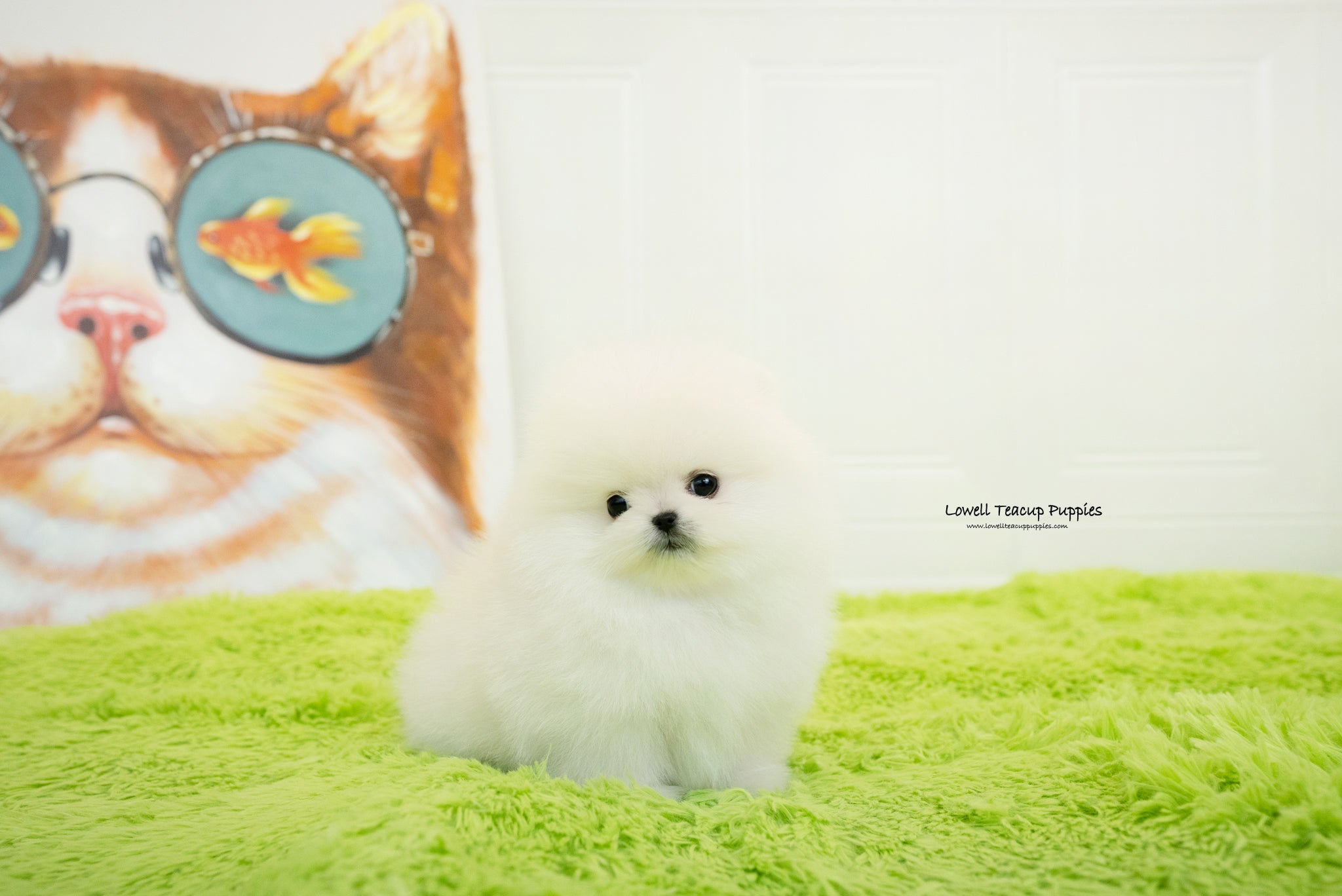 Maya  / Teacup Pomeranian Male [Milo] - Lowell Teacup Puppies inc