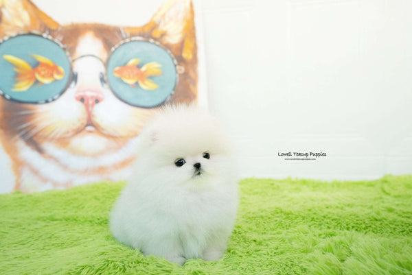 Maya  / Teacup Pomeranian Male [Milo]