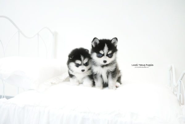 Teacup Pomsky [Emma&Edison] - Lowell Teacup Puppies inc