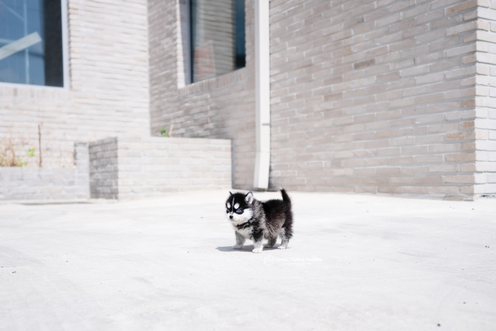 Teacup Pomsky Male [Alex] - Lowell Teacup Puppies inc