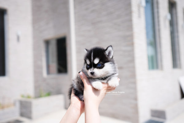 Teacup Pomsky Male [Alex] - Lowell Teacup Puppies inc