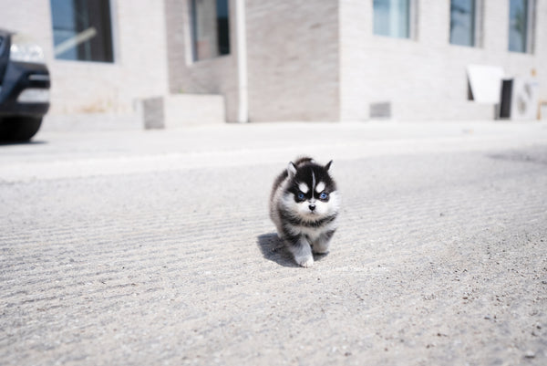 Teacup Pomsky Male [Alex] - Lowell Teacup Puppies inc