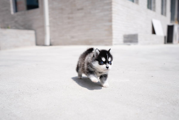 Teacup Pomsky Male [Alex] - Lowell Teacup Puppies inc