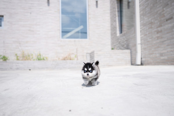 Teacup Pomsky Male [Alex] - Lowell Teacup Puppies inc