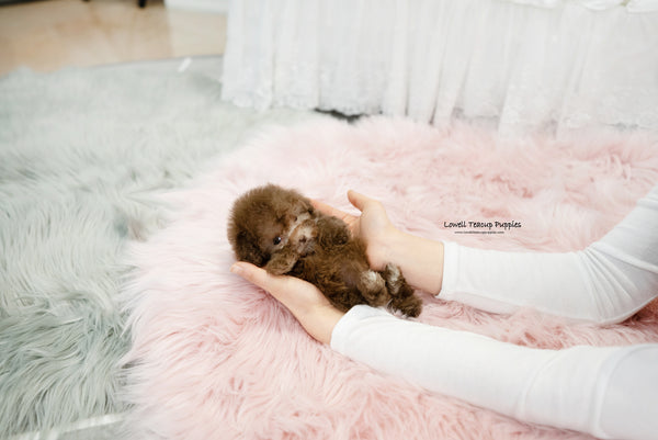 Teacup Poodle Female [Lucy] - Lowell Teacup Puppies inc