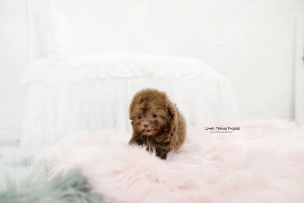 Teacup Poodle Female [Lucy] - Lowell Teacup Puppies inc