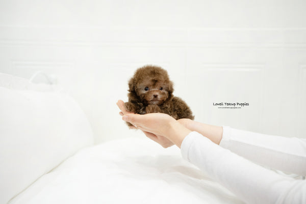 Teacup Poodle Female [Lucy] - Lowell Teacup Puppies inc