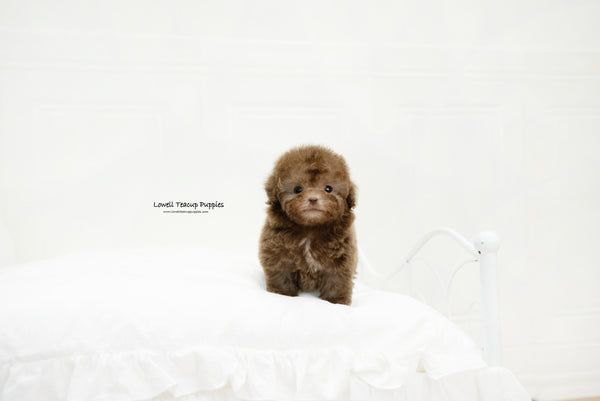 Teacup Poodle Female [Lucy] - Lowell Teacup Puppies inc