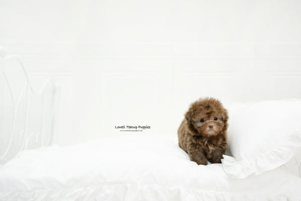 Teacup Poodle Female [Lucy] - Lowell Teacup Puppies inc