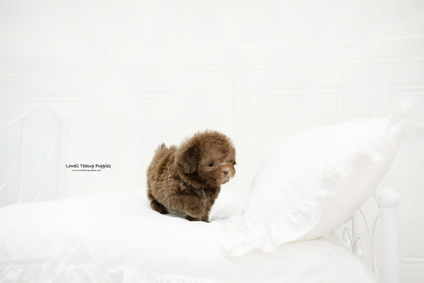 Teacup Poodle Female [Lucy] - Lowell Teacup Puppies inc