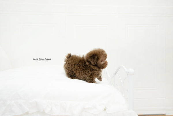 Teacup Poodle Female [Lucy] - Lowell Teacup Puppies inc