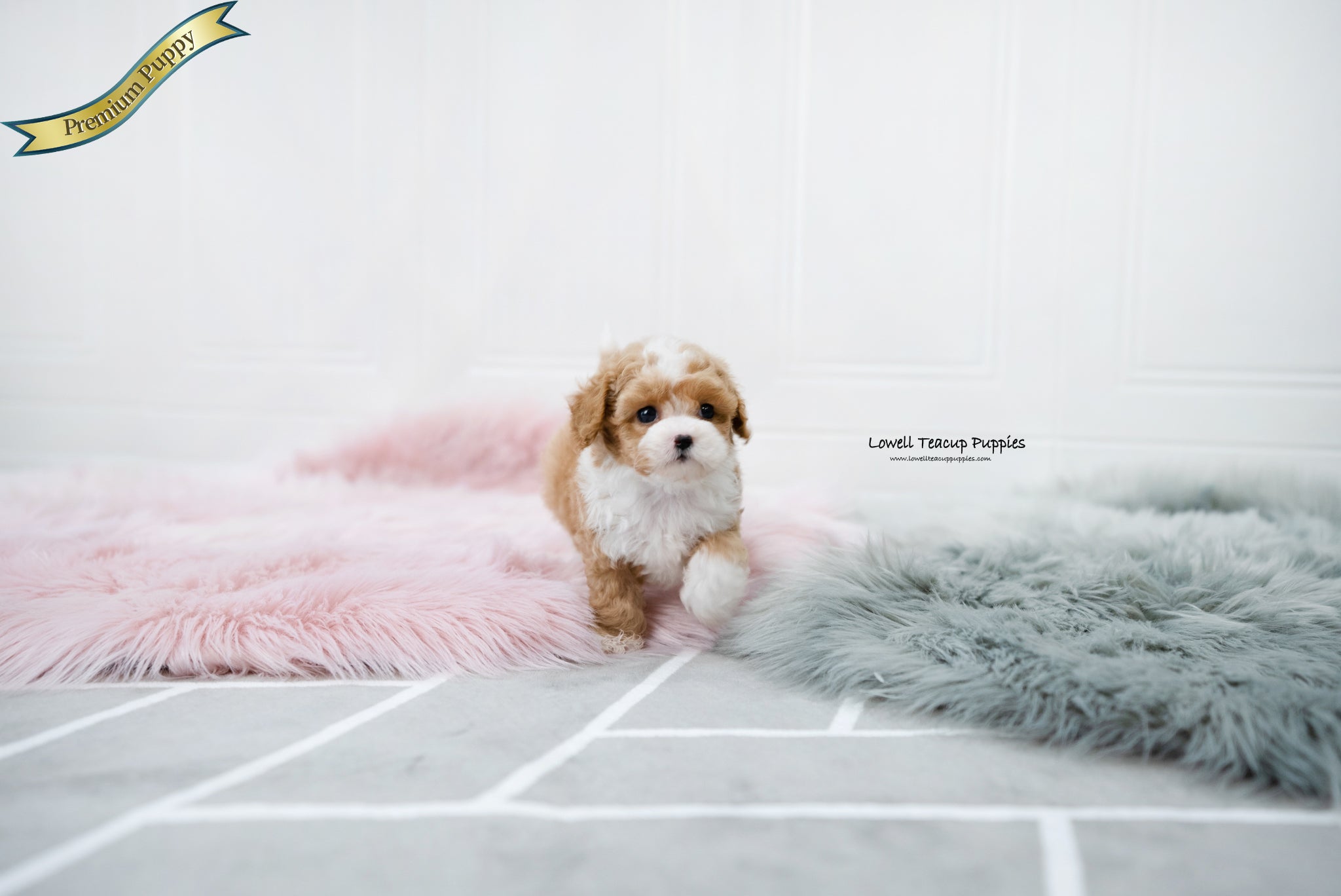 Teacup Poodle Male [Lucas] - Lowell Teacup Puppies inc
