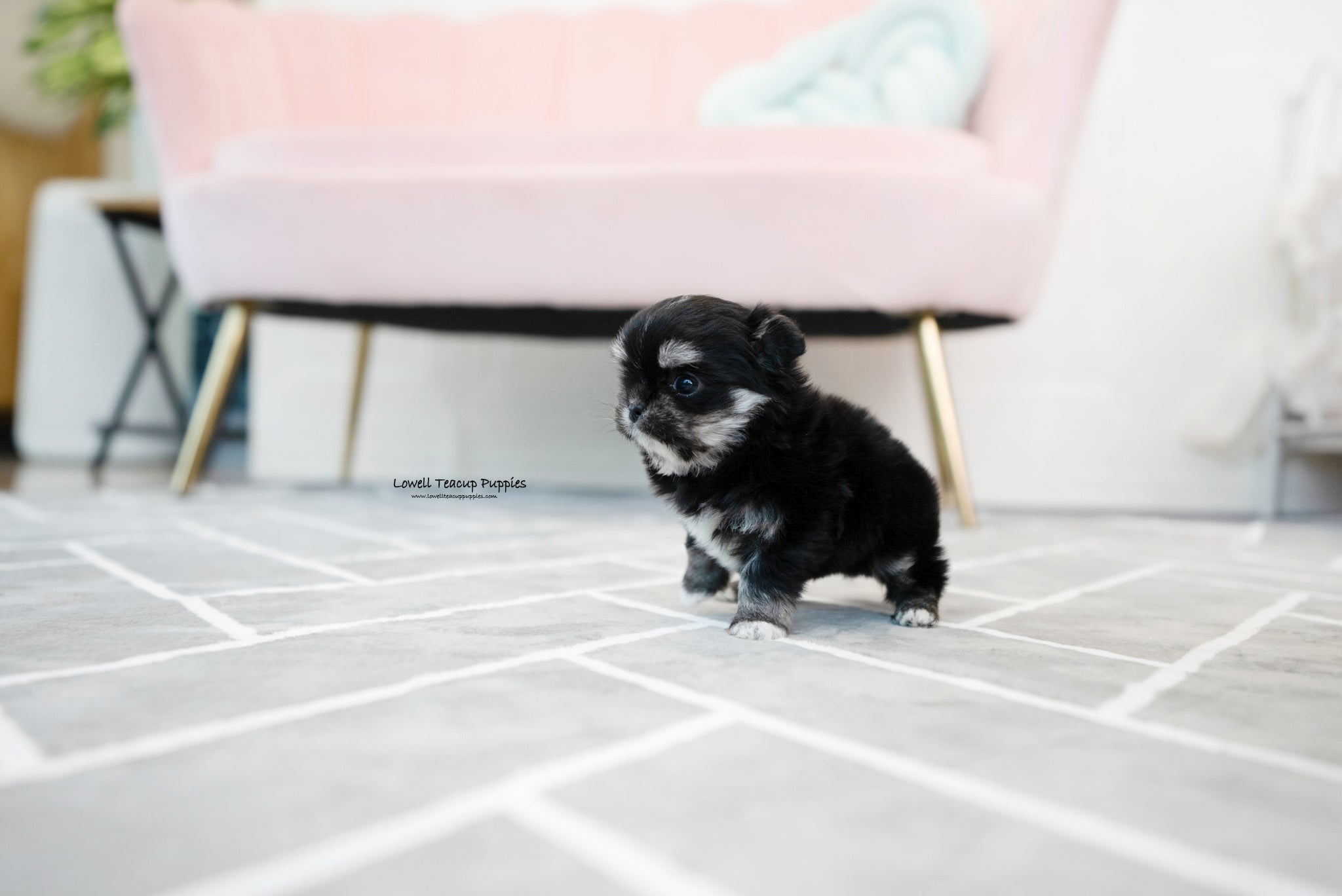 Teacup Malchi Male [Tony] - Lowell Teacup Puppies inc
