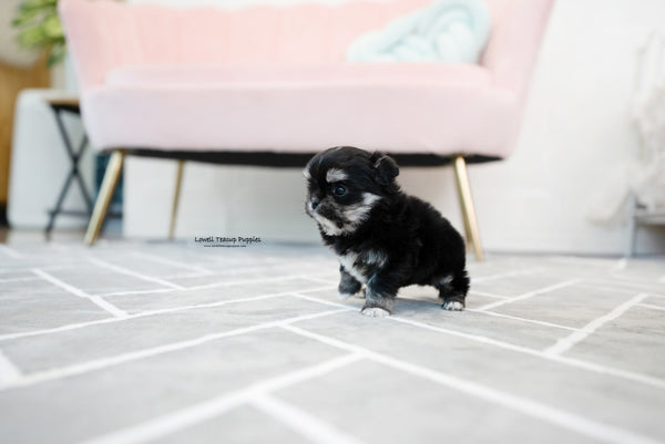 Teacup Malchi Male [Tony] - Lowell Teacup Puppies inc