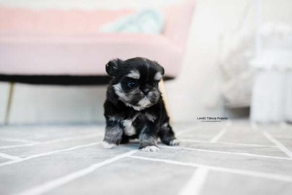 Teacup Malchi Male [Tony] - Lowell Teacup Puppies inc