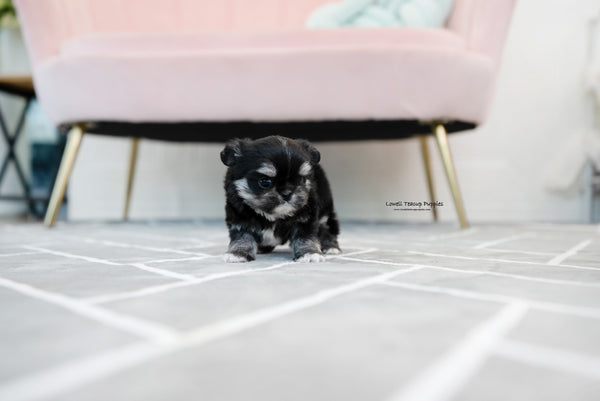 Teacup Malchi Male [Tony] - Lowell Teacup Puppies inc