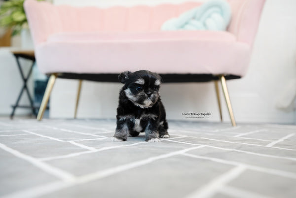 Teacup Malchi Male [Tony] - Lowell Teacup Puppies inc